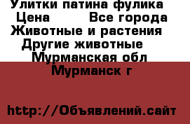 Улитки патина фулика › Цена ­ 10 - Все города Животные и растения » Другие животные   . Мурманская обл.,Мурманск г.